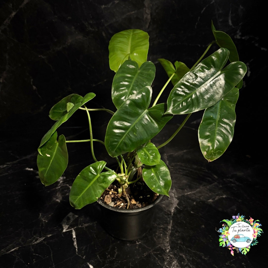 Philodendron Burle Marx “6