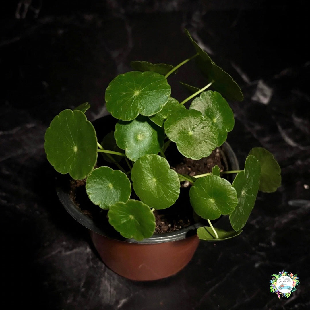Hydrocotile Verticillata “5