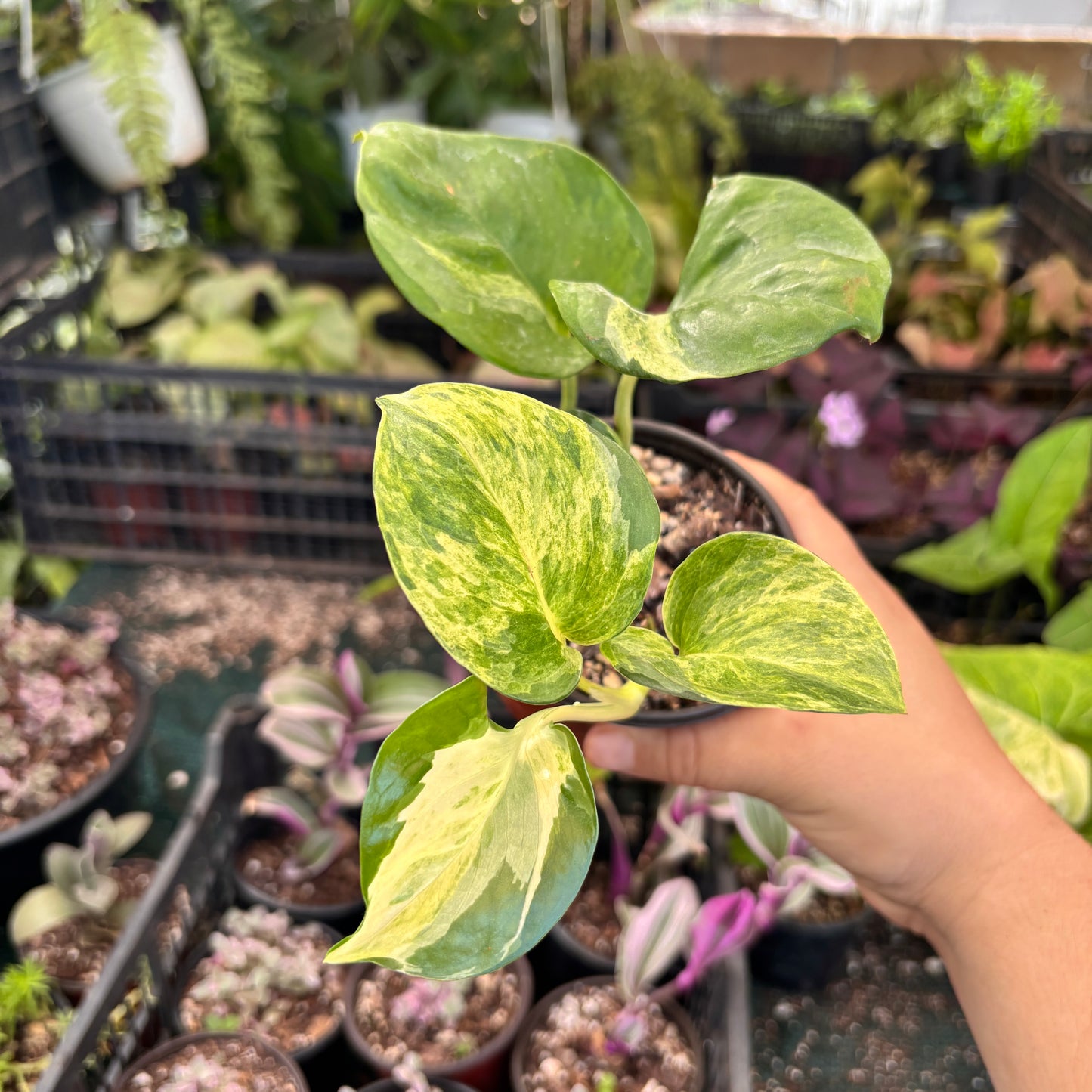 Epipremnum Aureum Manjula “4 Pothos Manjula)