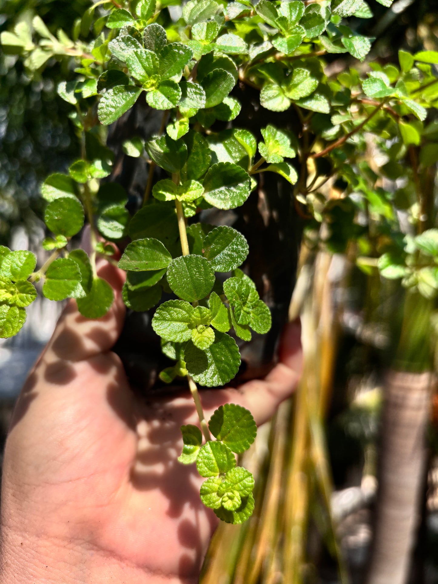 Pilea Depressa #4