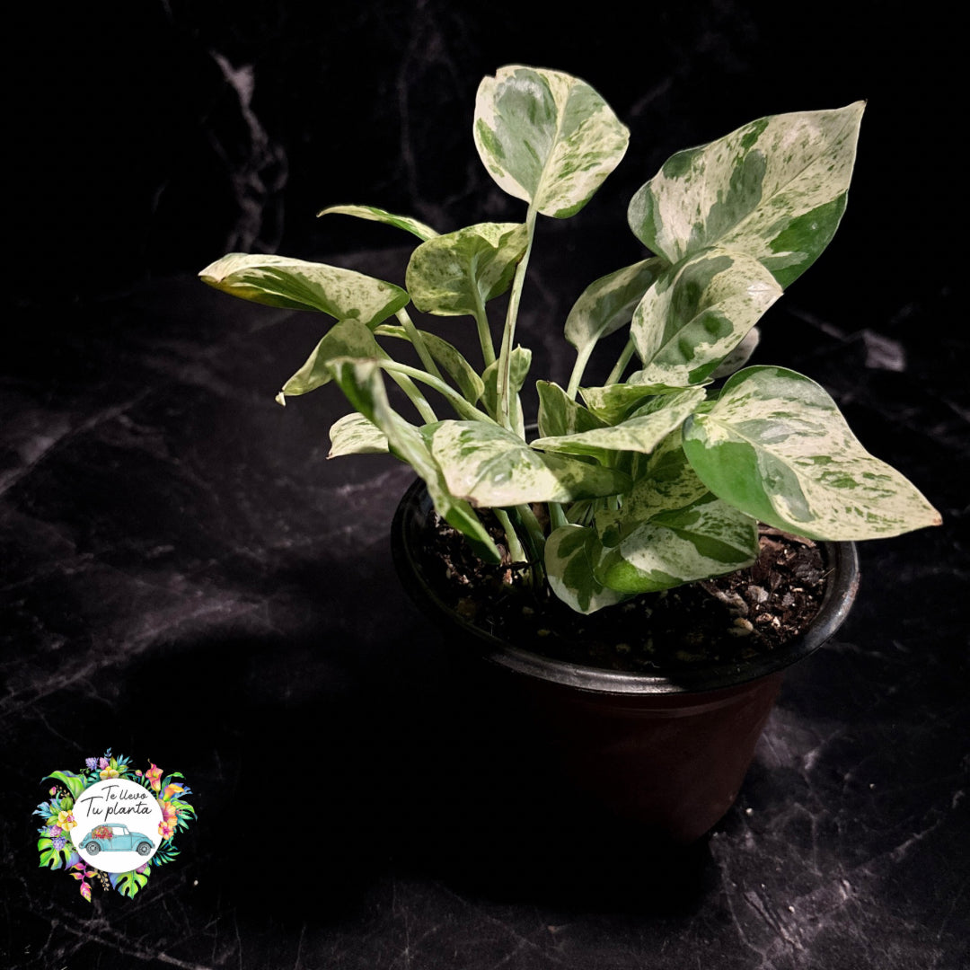 Epipremnum Aureum Pearls & Jade| Pothos Pearls & Jade “5