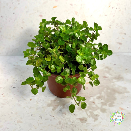 Pilea Depressa “4