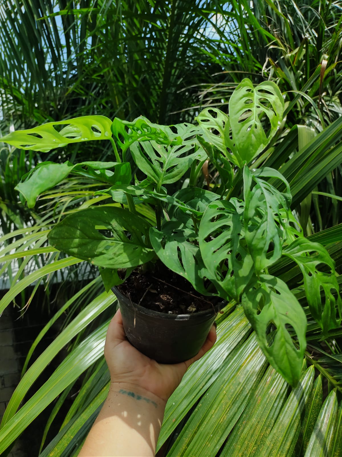 Monstera Adansonii "6