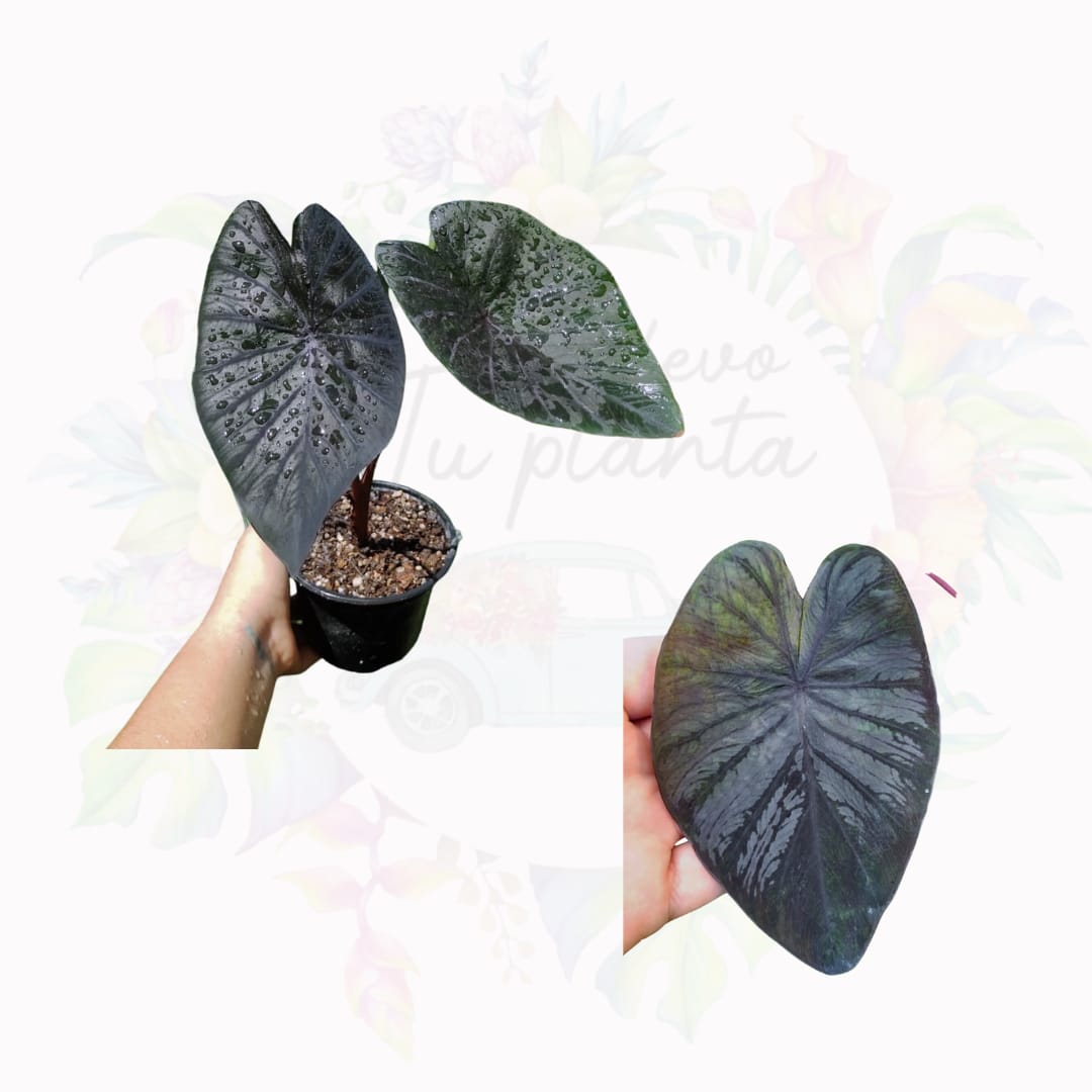 Colocasia black coral "5