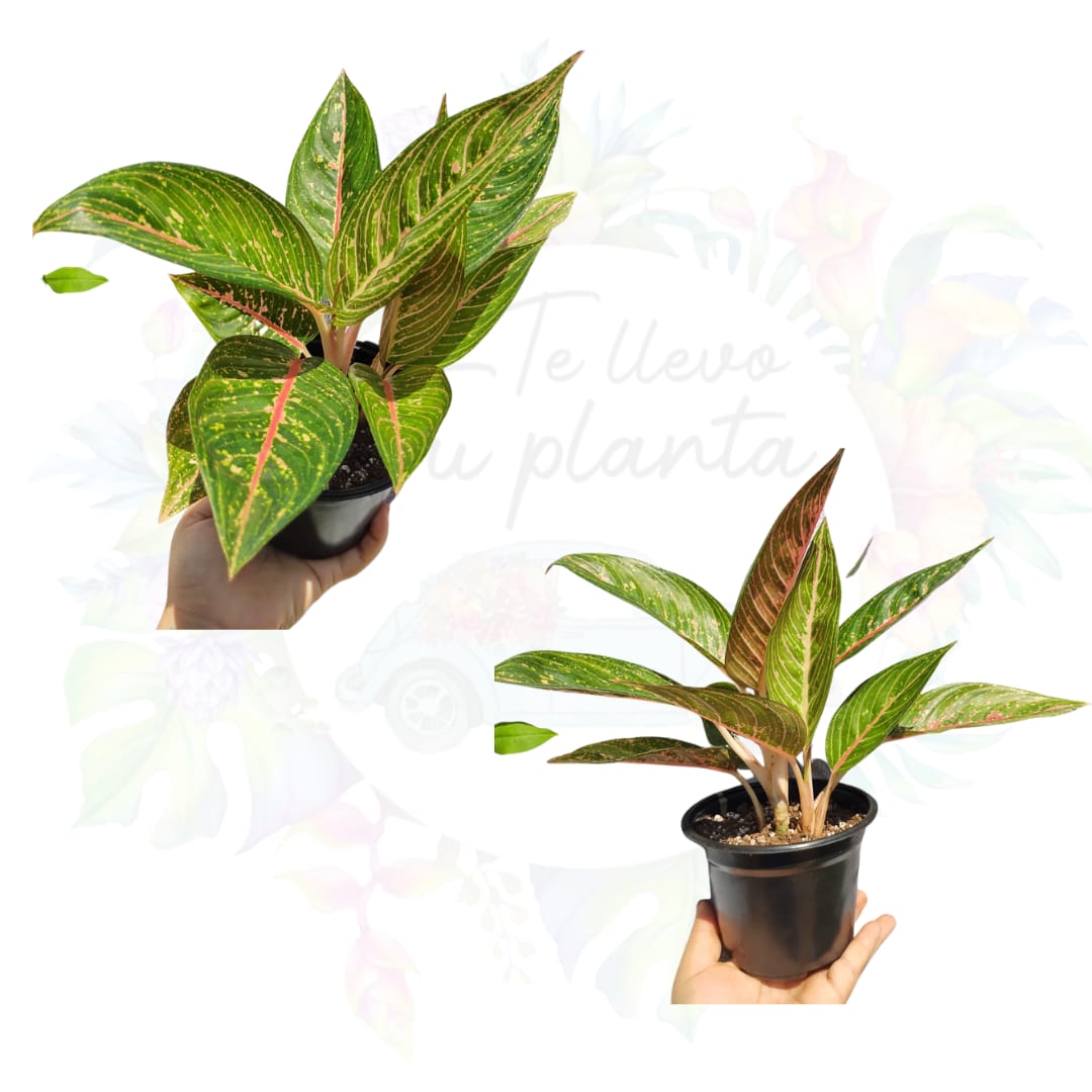 Aglaonema Legacy Green #4