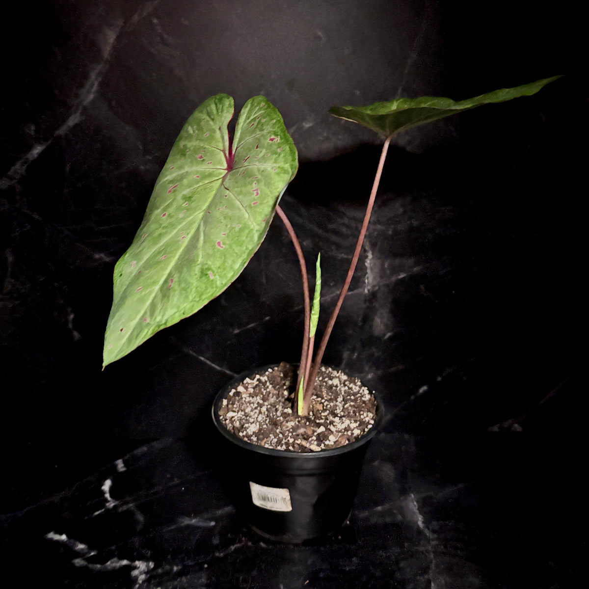 Caladium Lime Lite “6