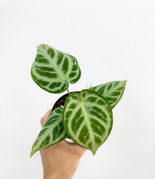Anthurium Dorayaki “4