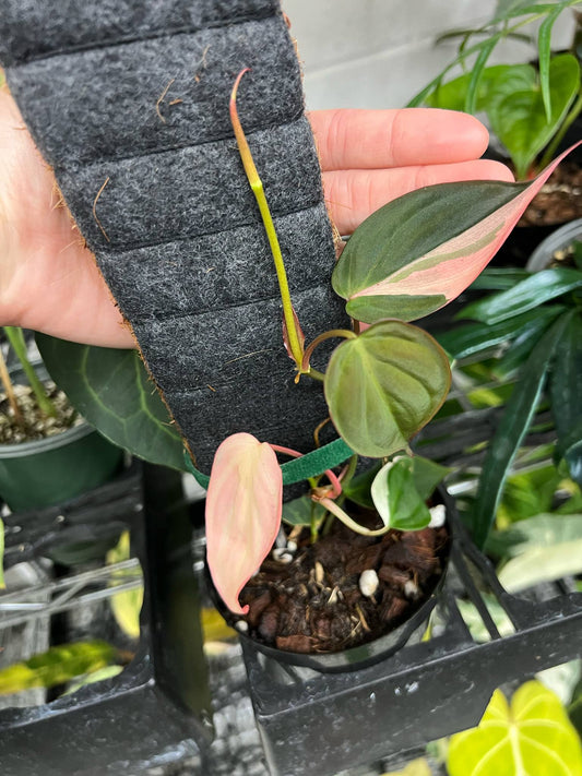 Philodendron Micans Pink “4