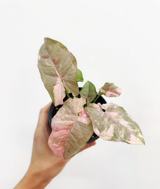 Syngonium Double Pink “4