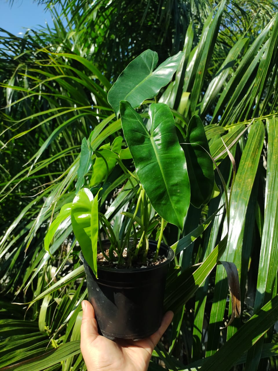 Philodendron Burle Marx maceta "6