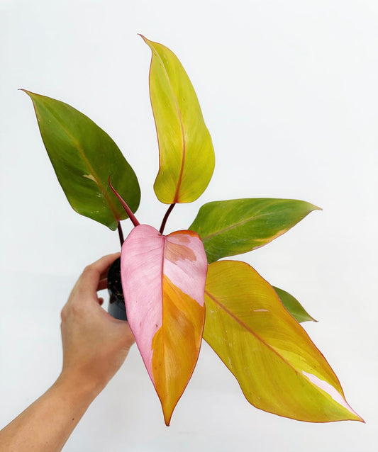 Philodendron Persimmon Princess “4