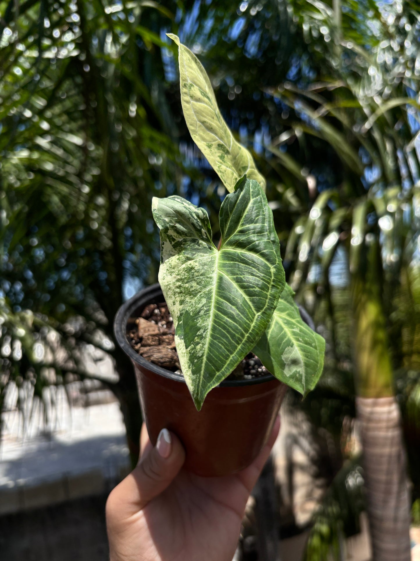 Syngonium Batik Albo “4