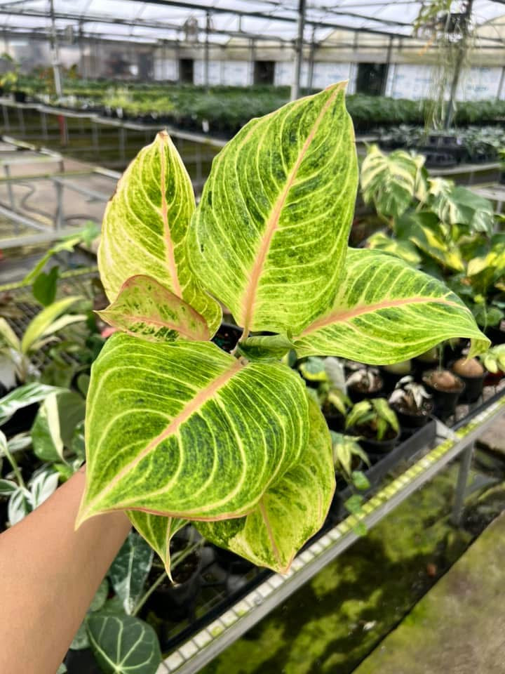 Aglaonema Mahasombat "4