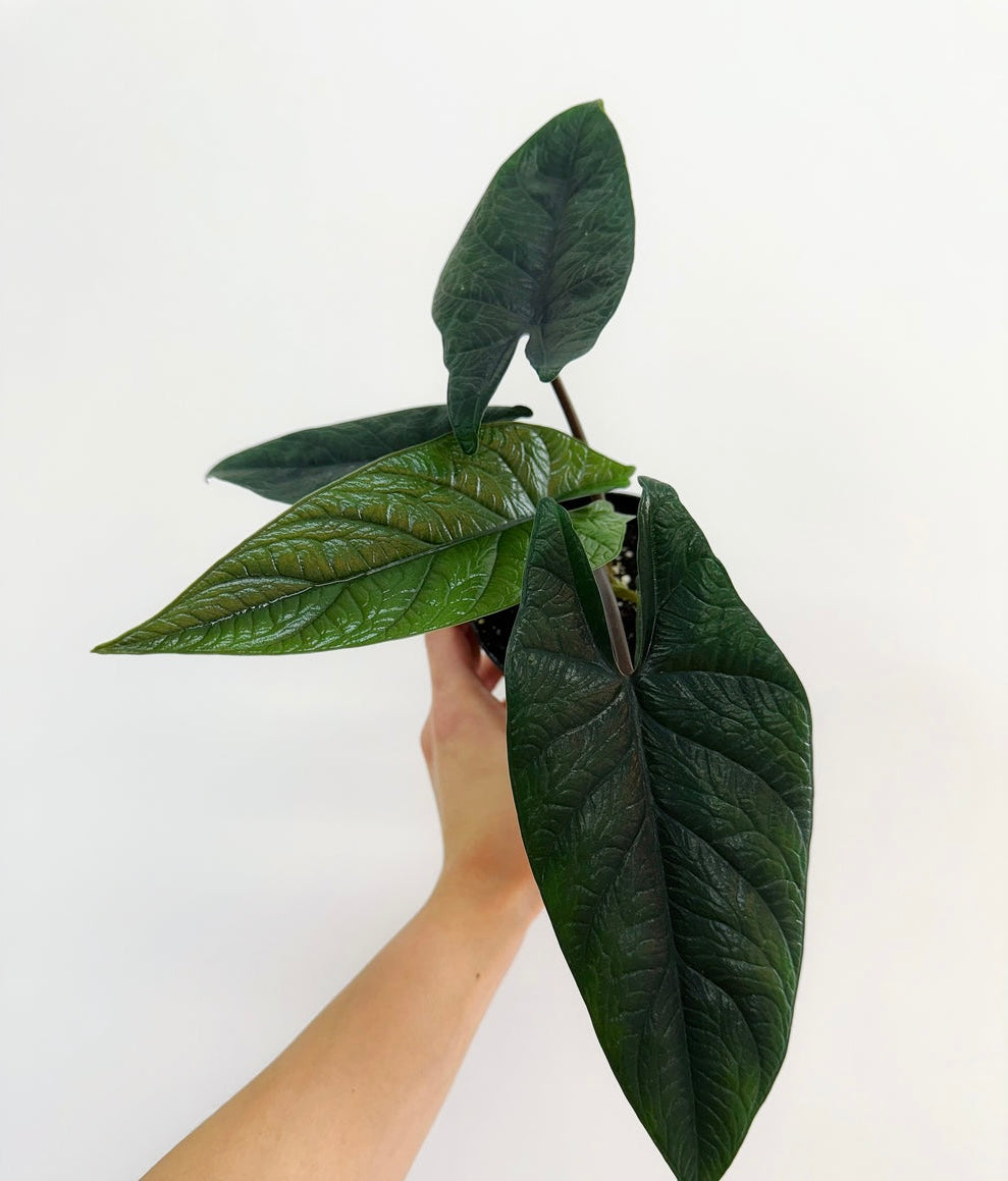 Alocasia Scalprum “4