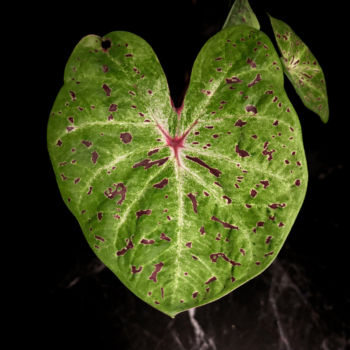Caladium Miss Muffet “6