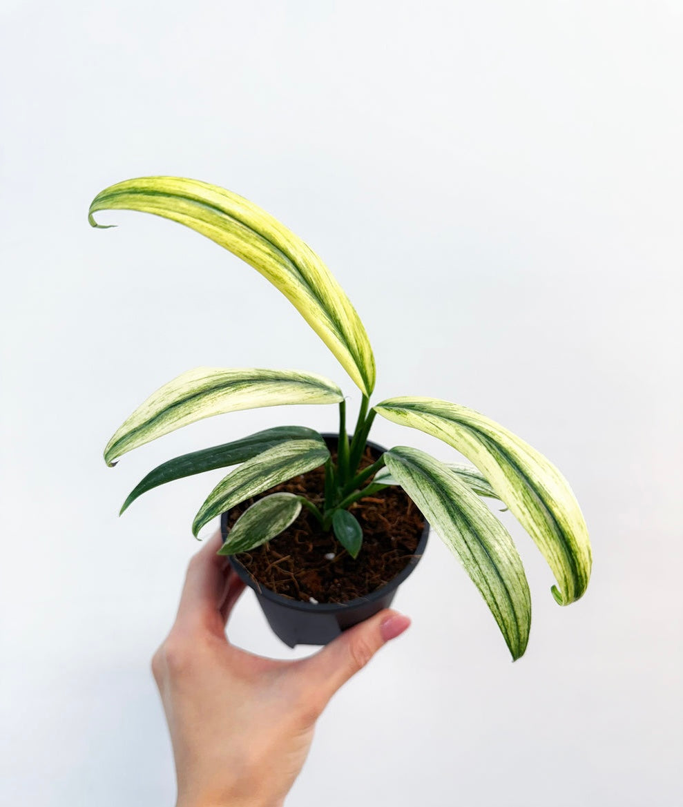 Epipremnum Amplissimum Albo Variegado “4