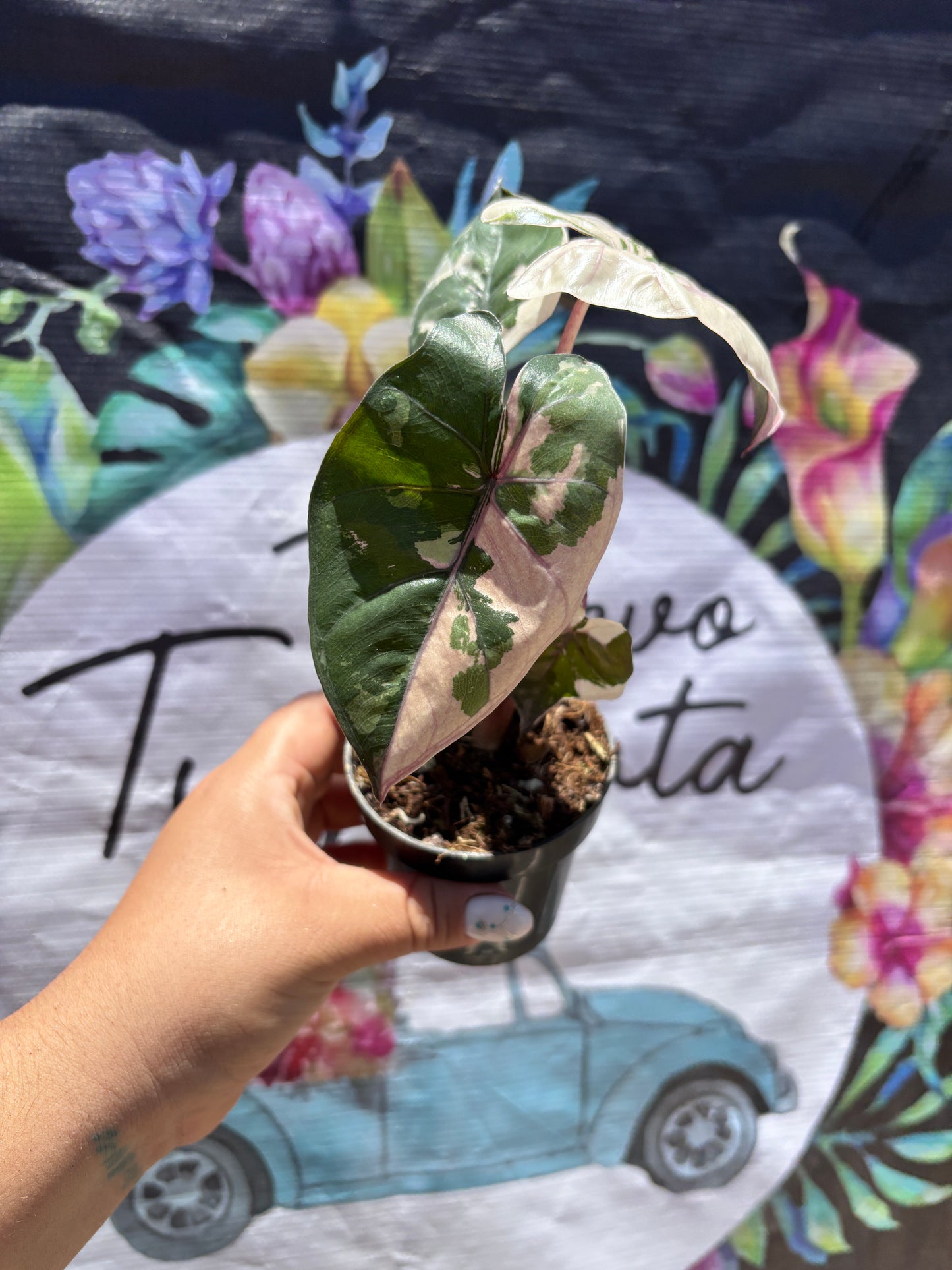 Alocasia Yucatan Princess Variegada "4