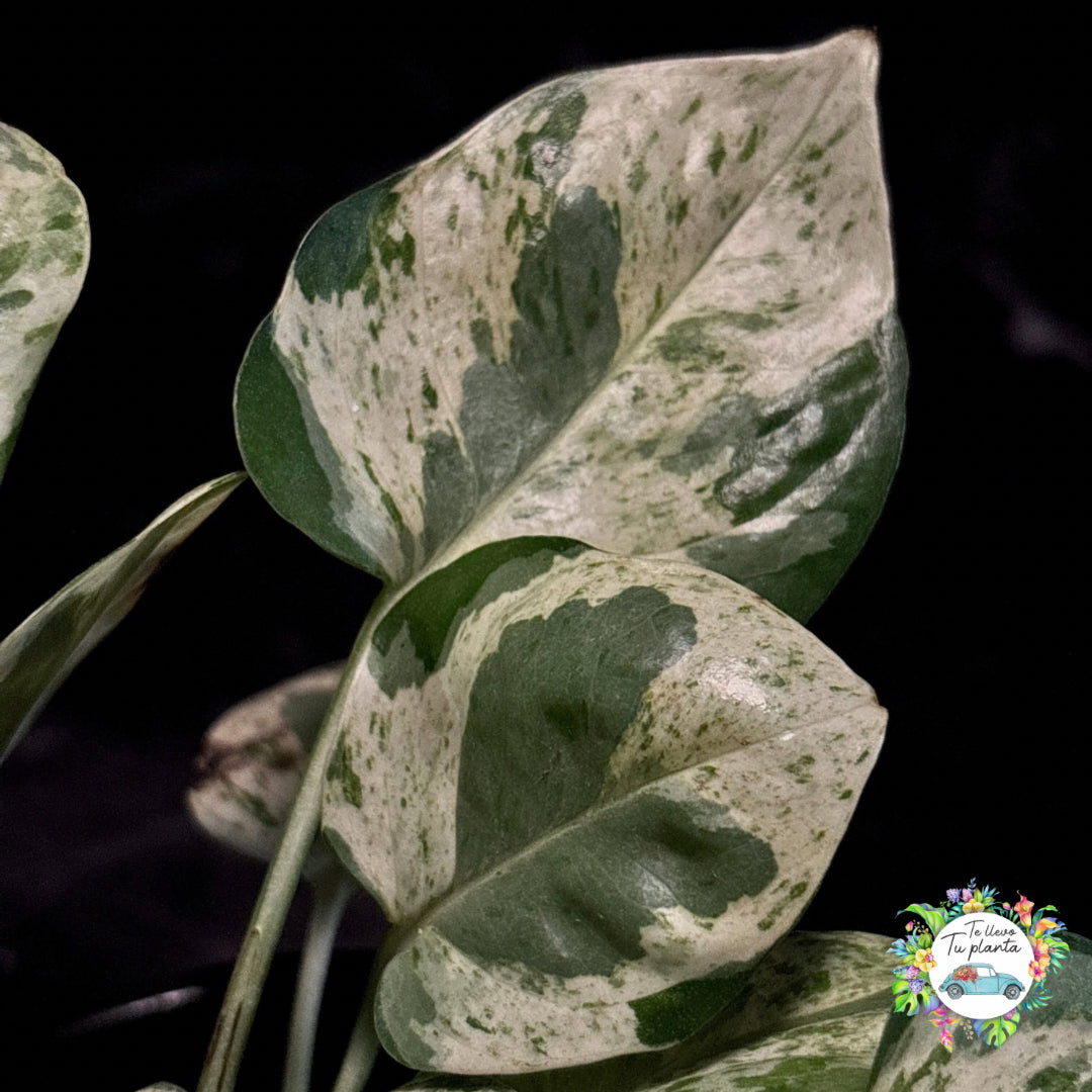 Epipremnum Aureum Pearls & Jade| Pothos Pearls & Jade “5