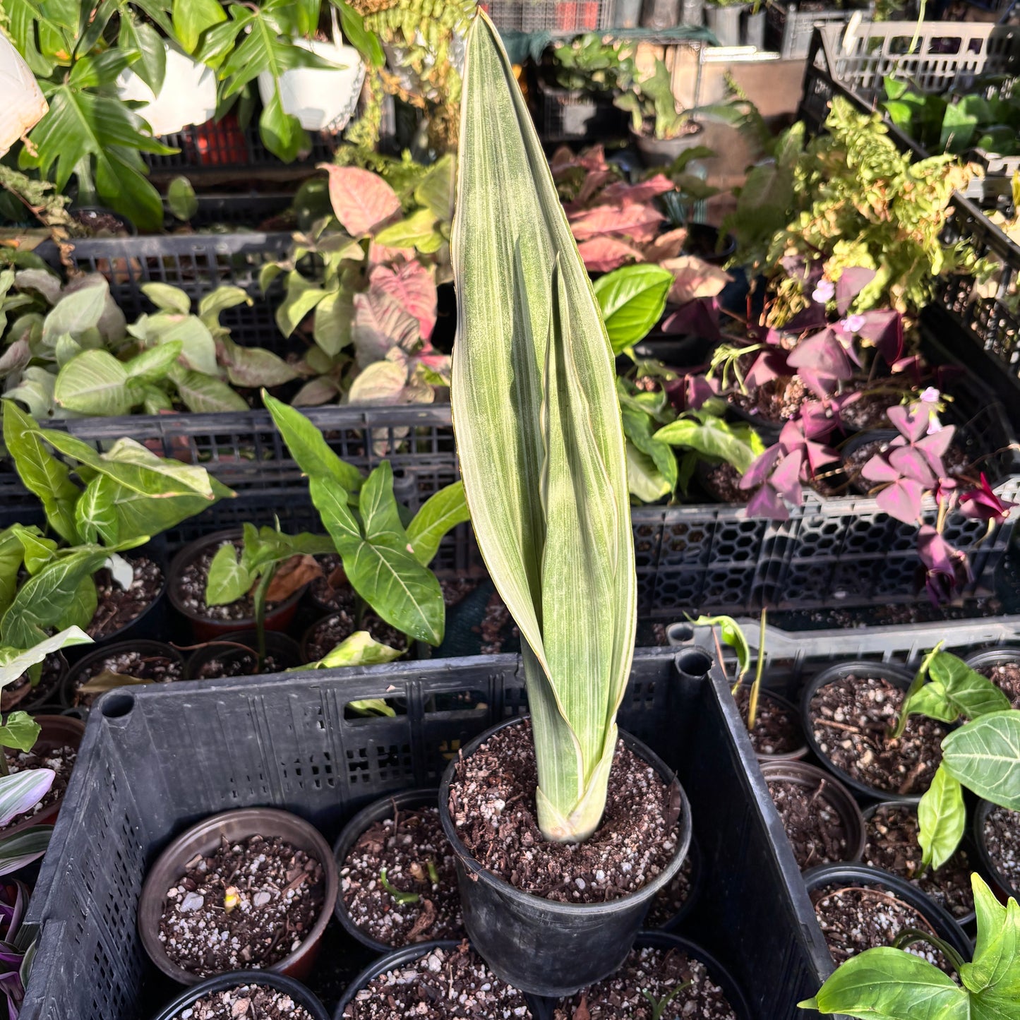 Sansevieria Sayuri "5