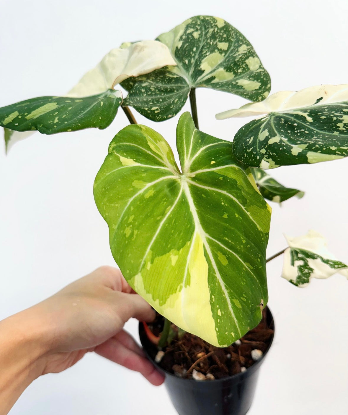 Philodendron Gloriosum Albo Galaxy “4