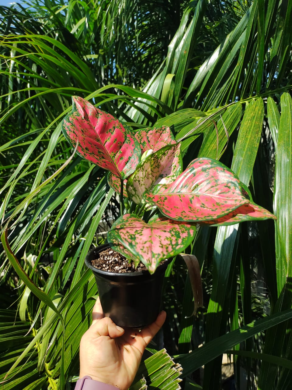 Aglaonema Red Anyamanee