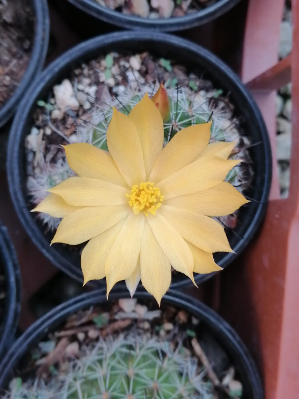 Mammillaria beneckei #4