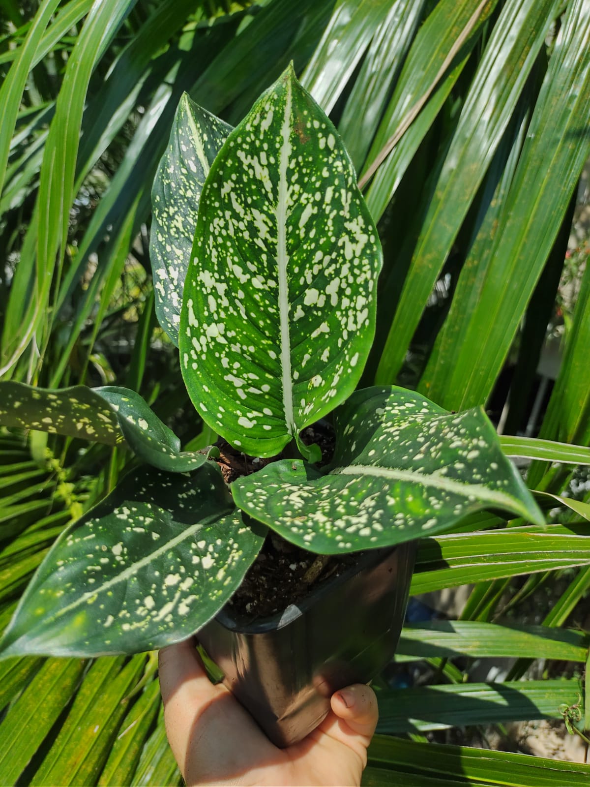 Aglaonema Costatum #5