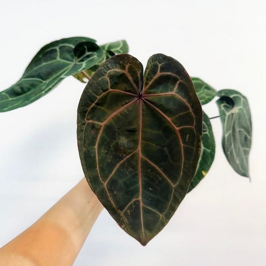 Anthurium Black Widow X Michelle “5