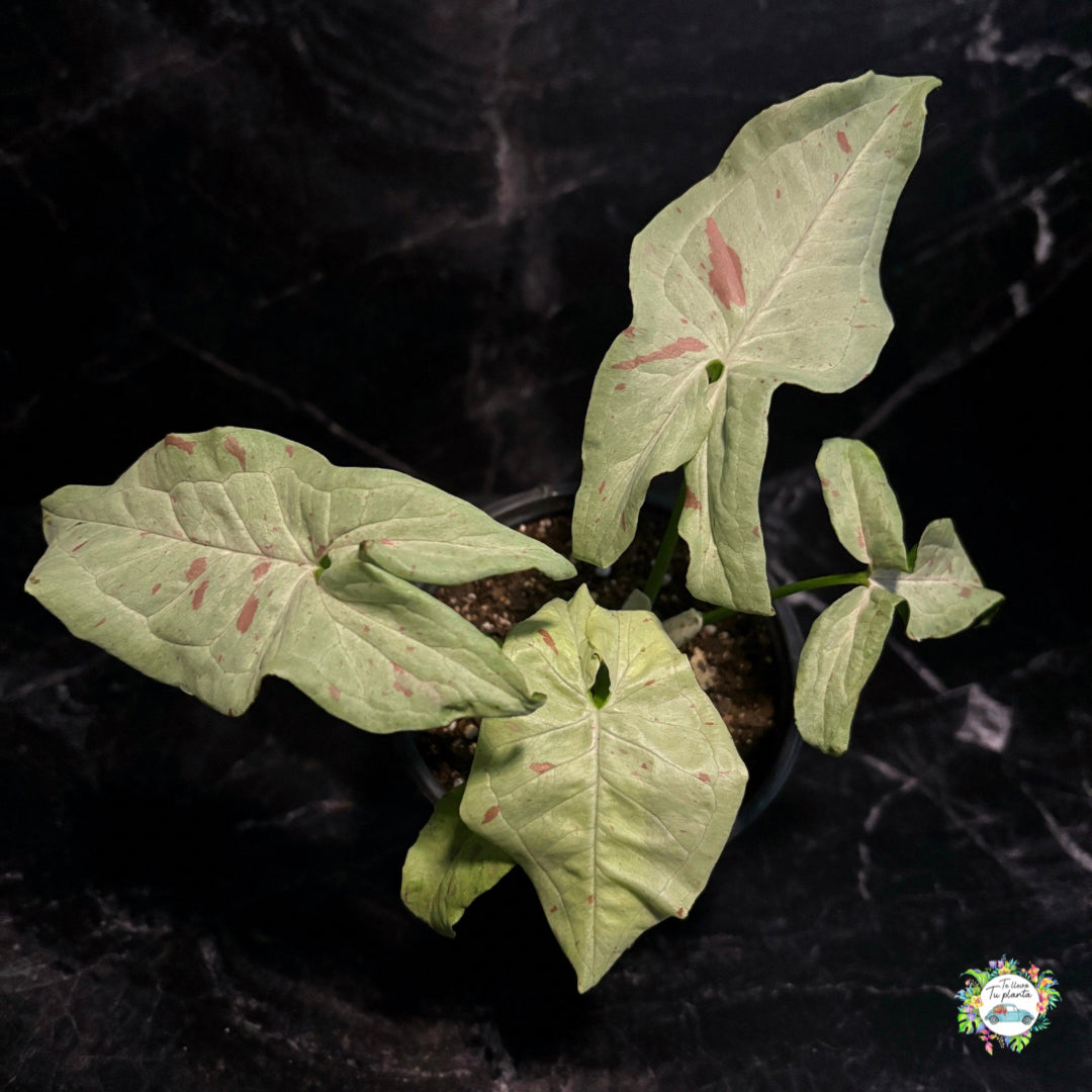 Syngonium Milk Confetti "4