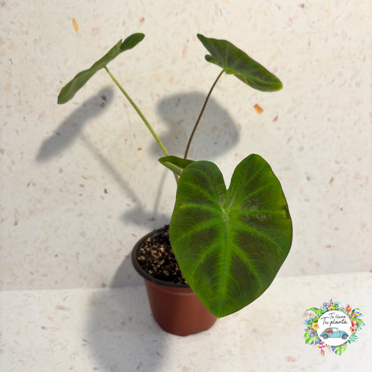 Colocasia Aloha “4