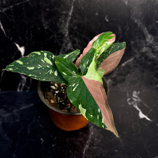 Syngonium Tricolor “5
