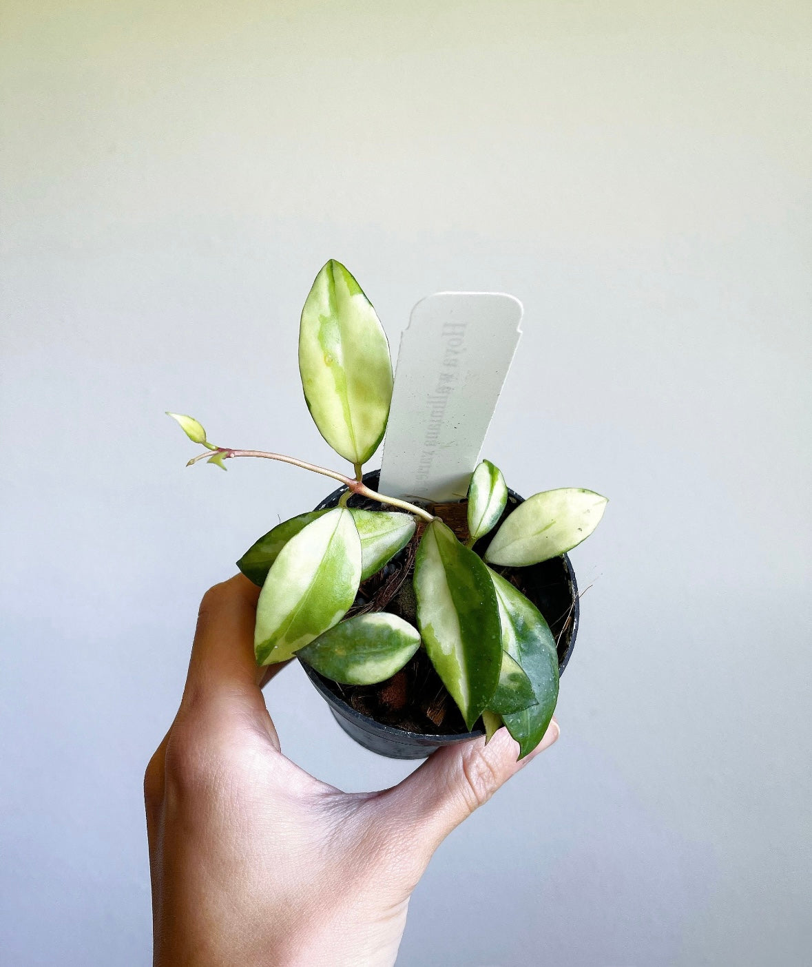 Hoya Walliana Variegada “4