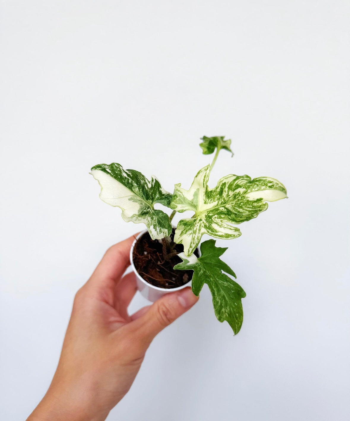 Alocasia Brancifolia Albo “4