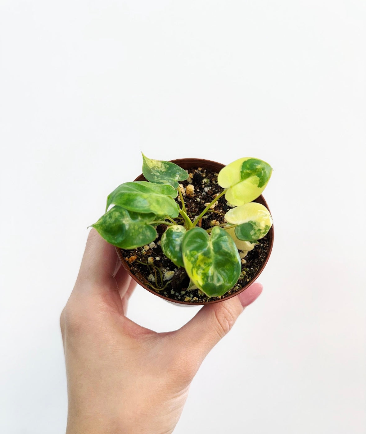 Philodendron Billietiae Variegado “3