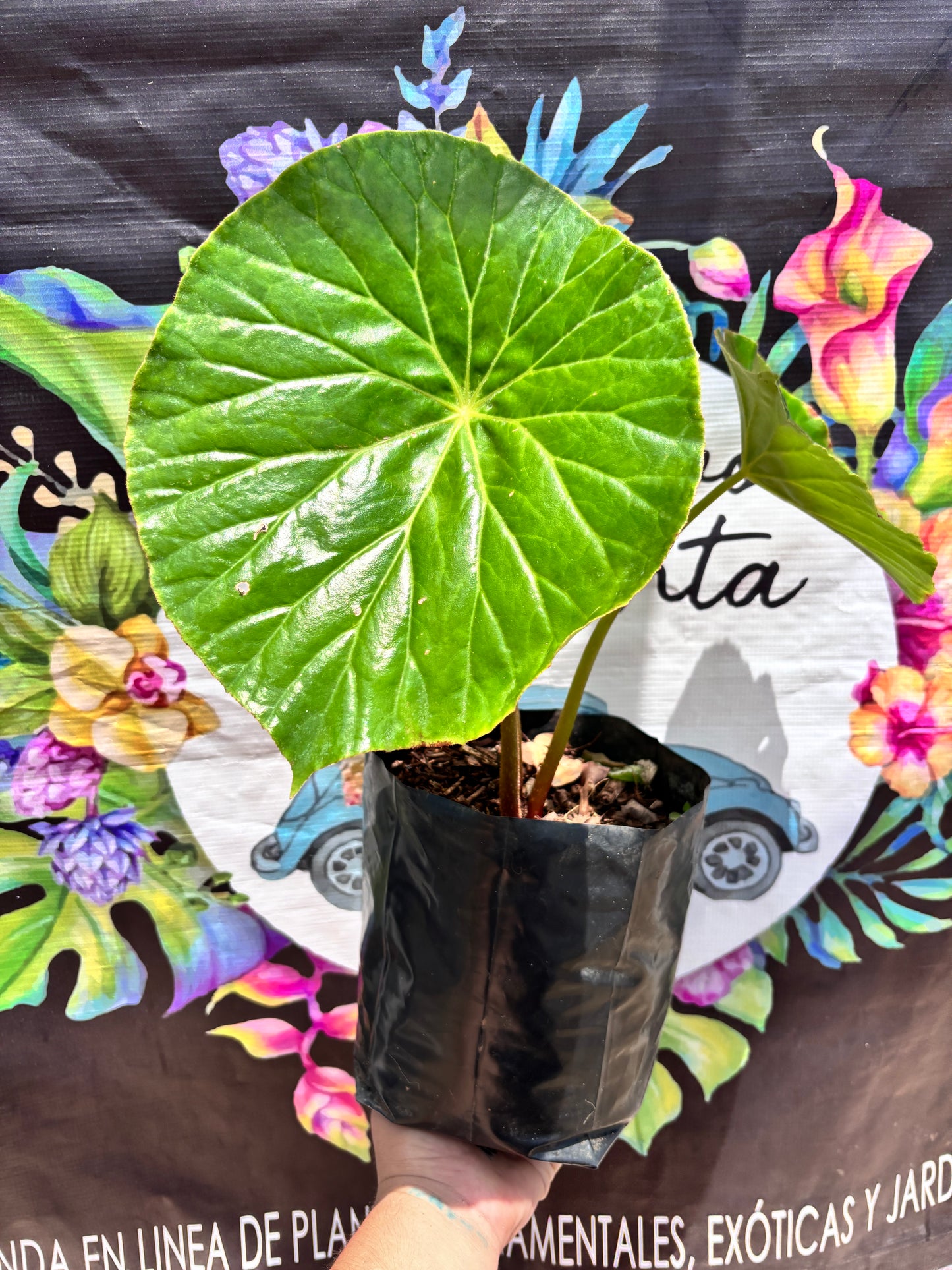 Begonia Nelumbiifolia “ 7