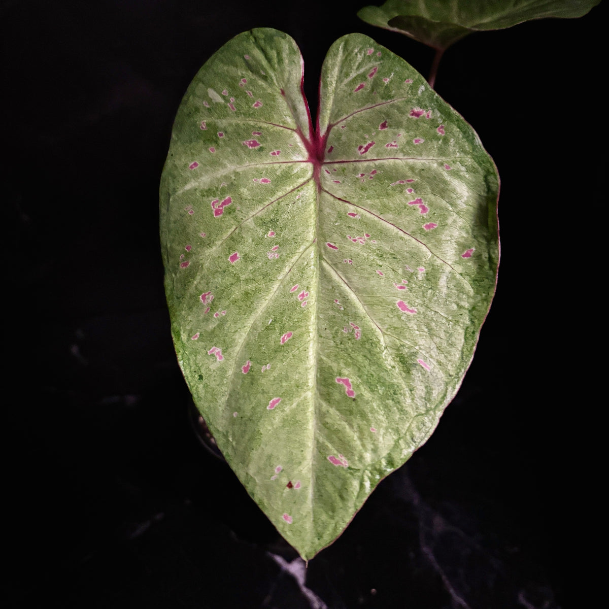 Caladium Lime Lite “6