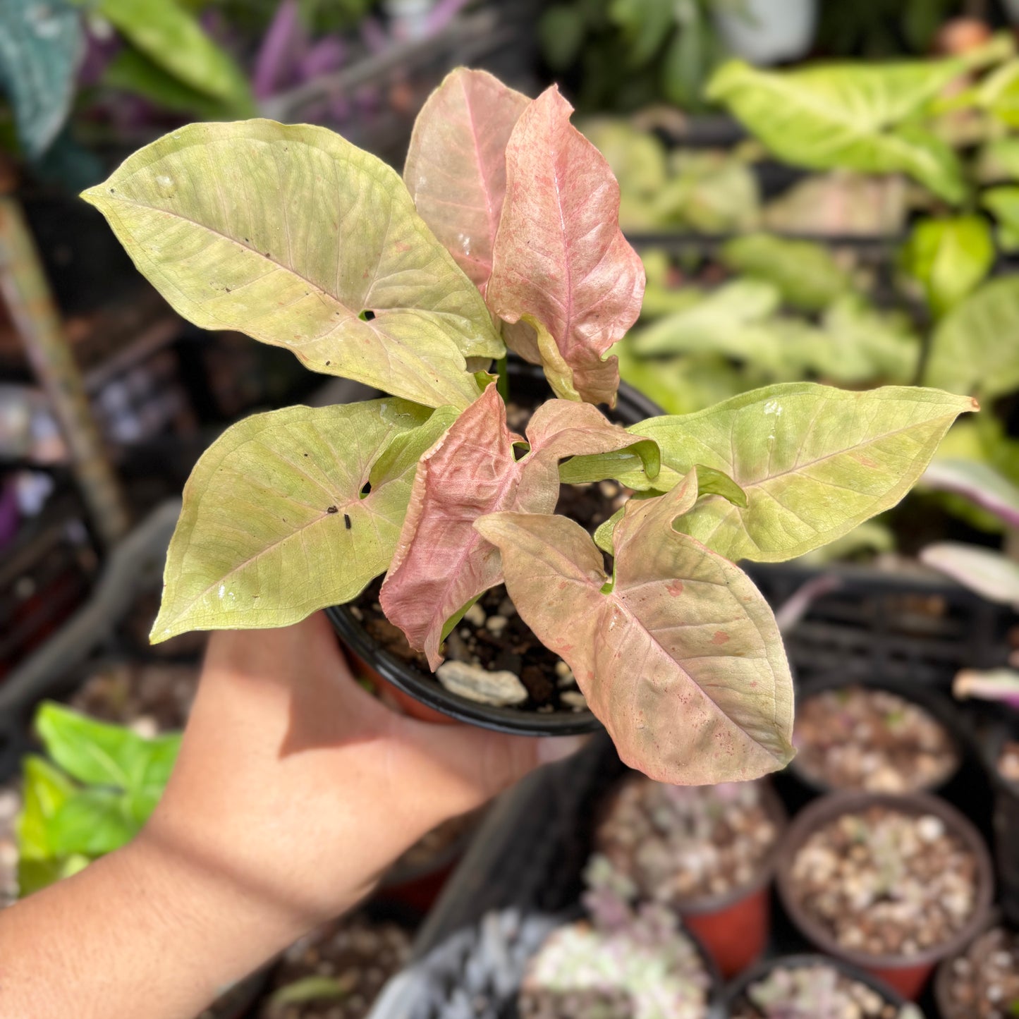 Syngonium Pink Spot “5