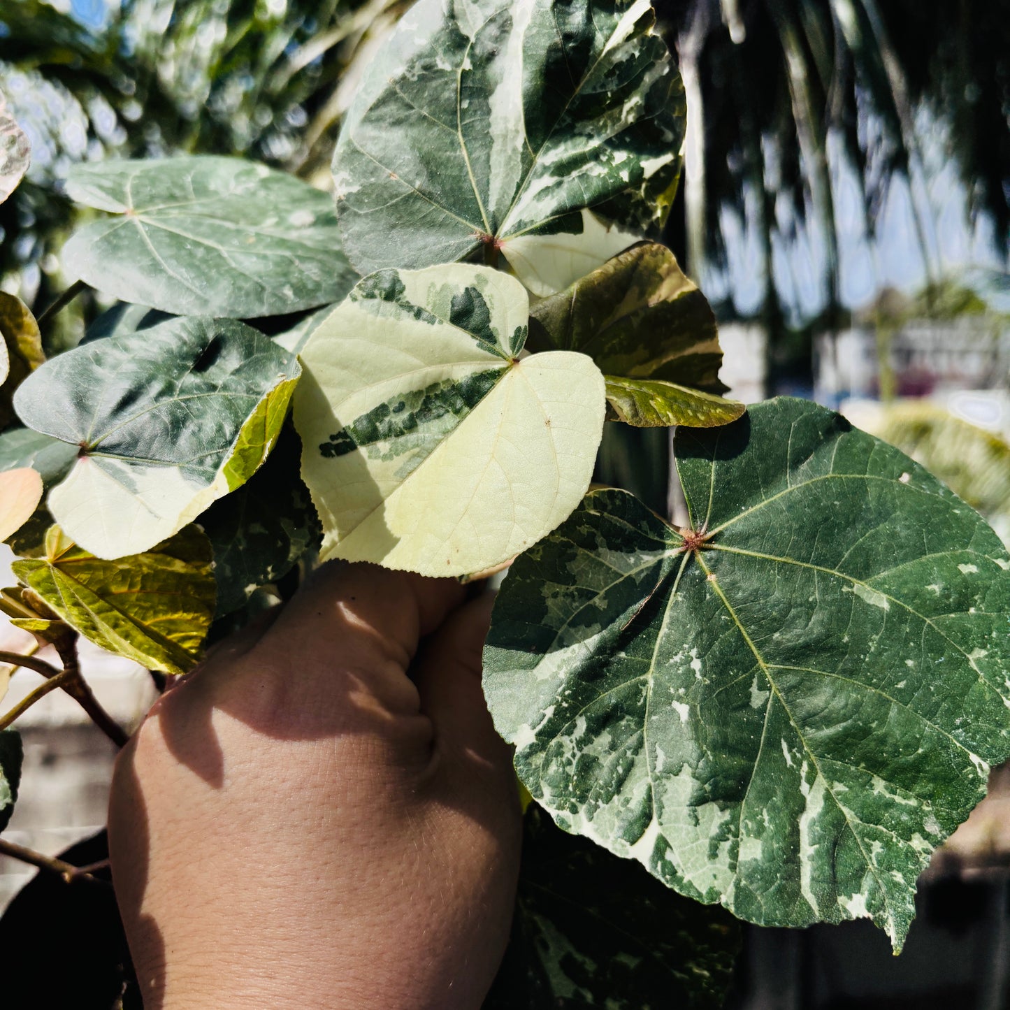 Hibiscus Tilleaceus Variegada (Majagua Arcoíris)