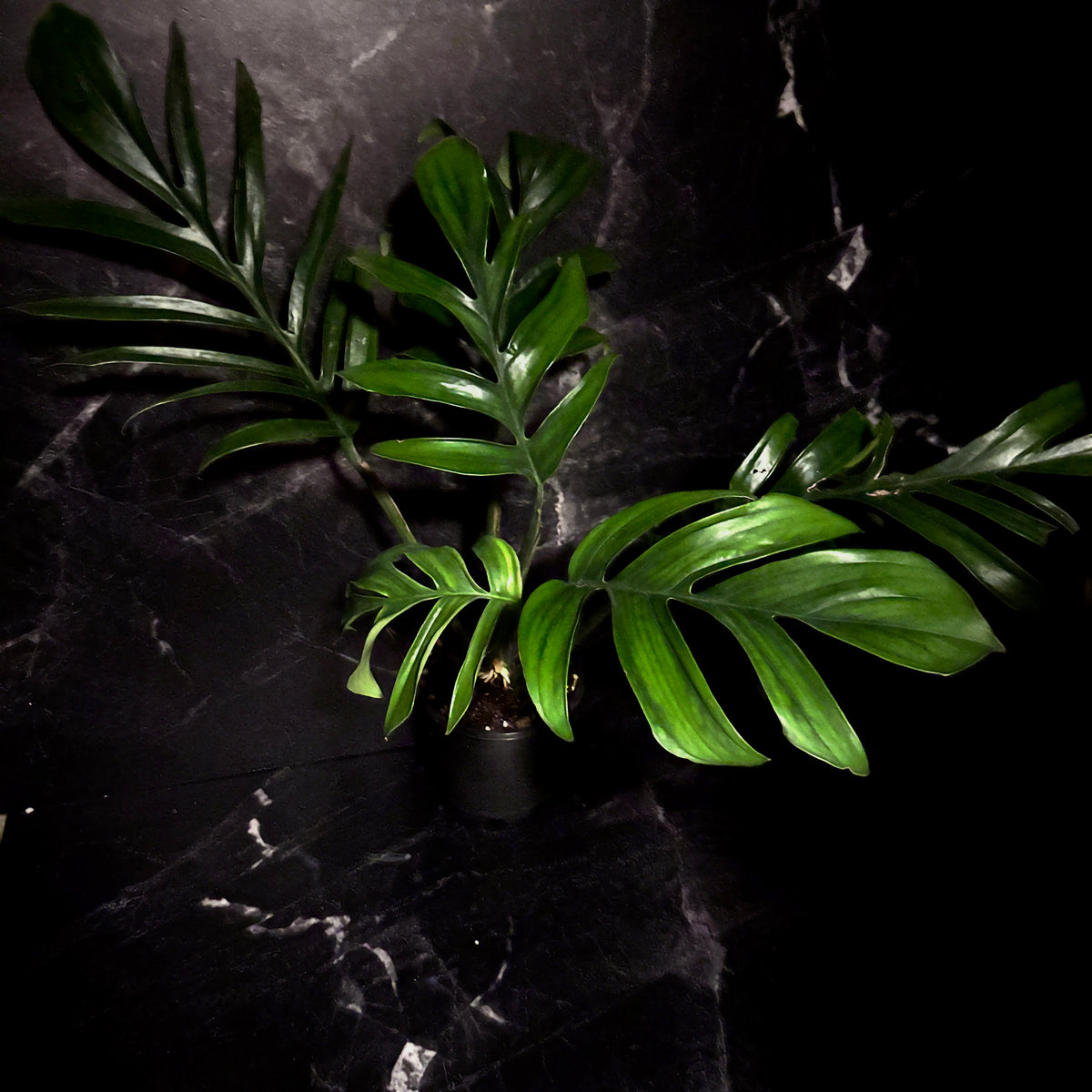 Monstera Pinnatipartita “6 (Forma Madura)