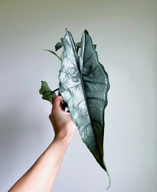 Alocasia Dragon’s Breath “4