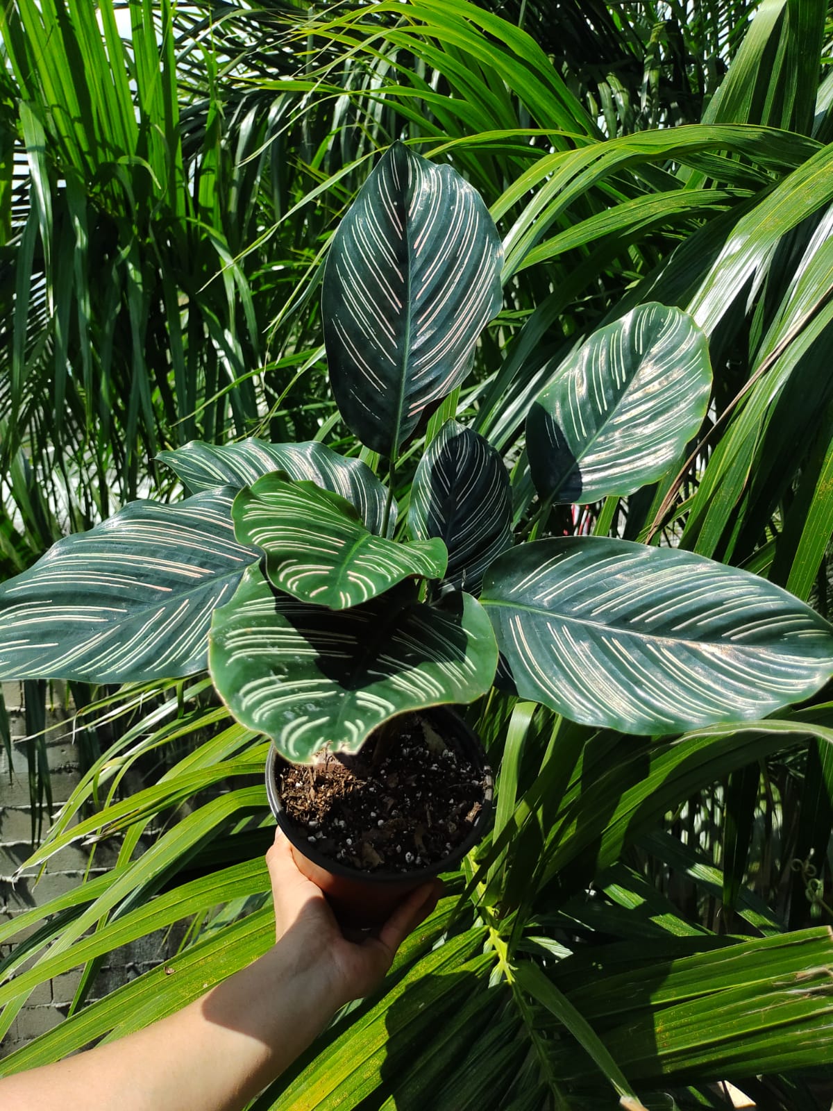 Calathea Ornata #6