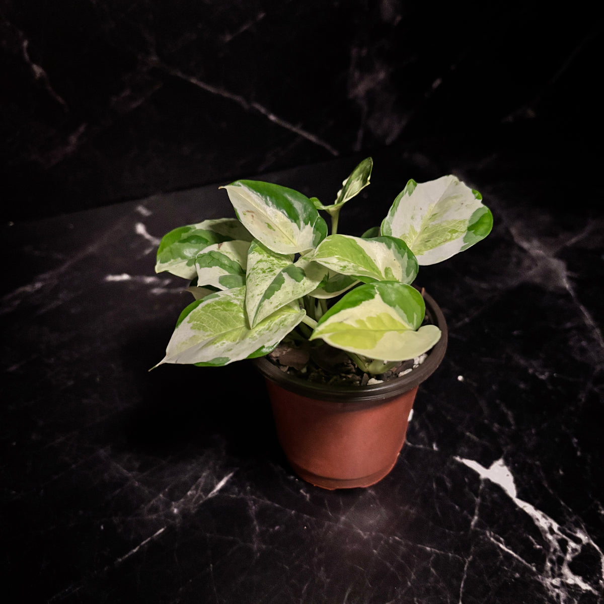 Epipremnum Aureum | Pothos Global Japanese “4
