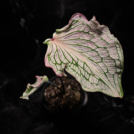 Caladium Thai Beauty “5
