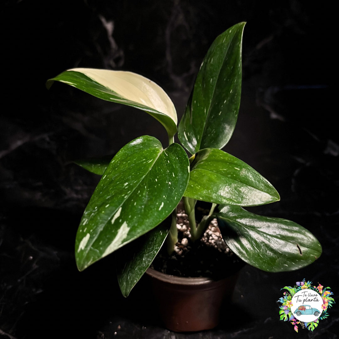 Monstera Stadleyana “4