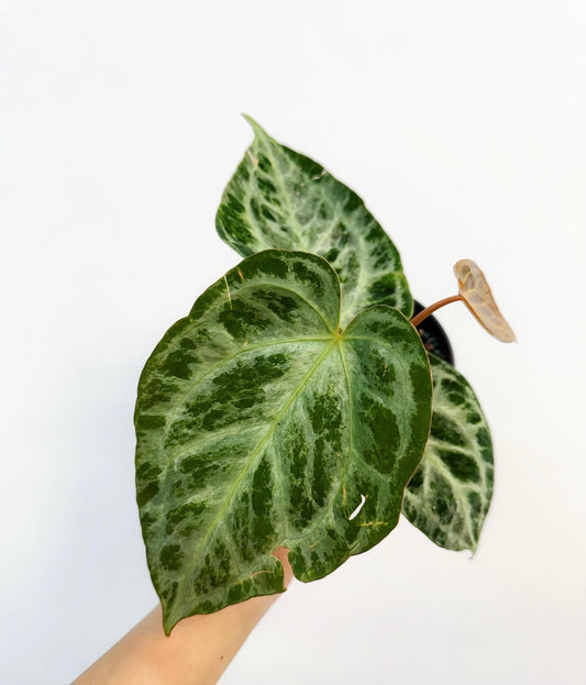 Anthurium Silver Blush Mint “4