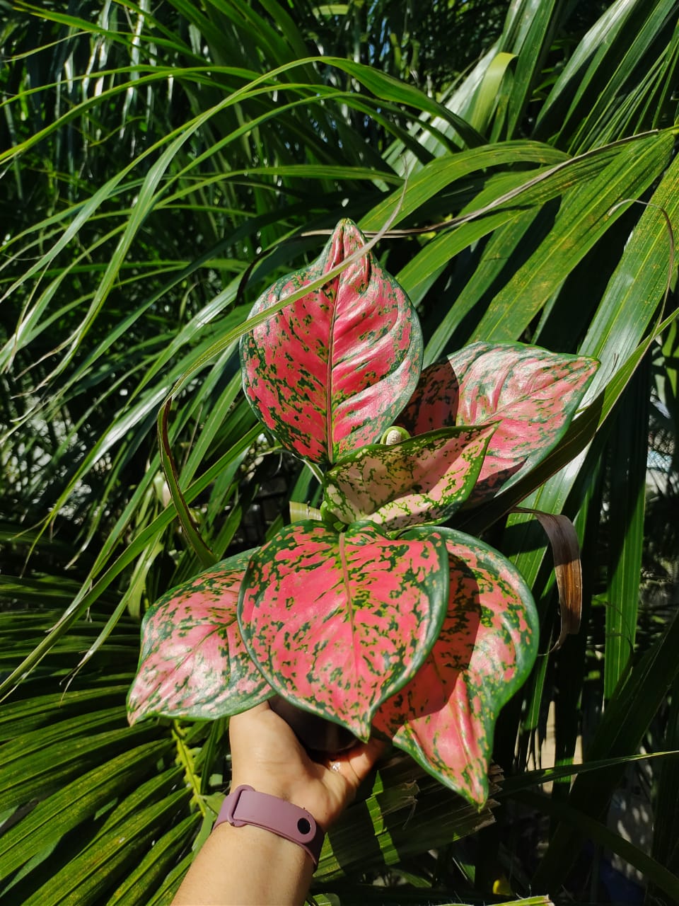 Aglaonema Red Anyamanee