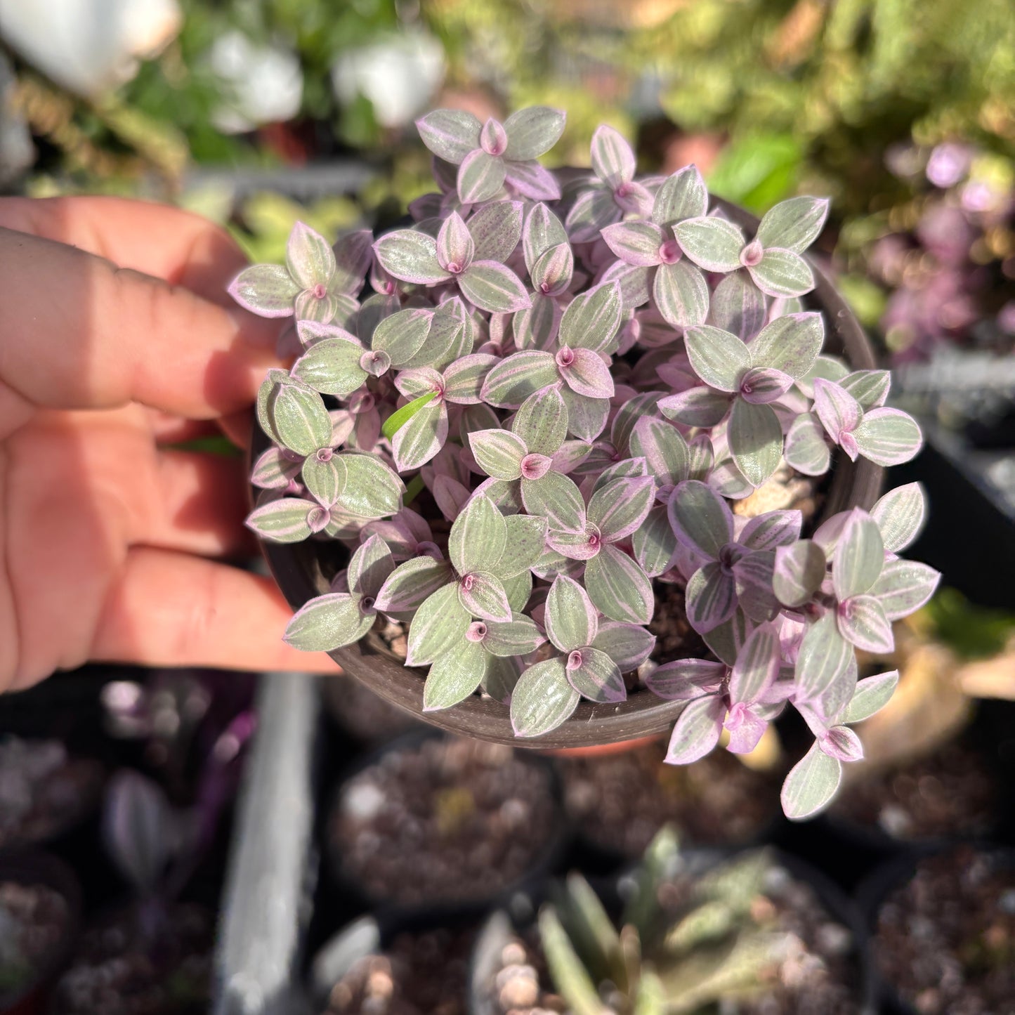 Callisia Pink Lady “4