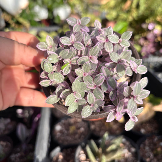 Callisia Pink Lady “4