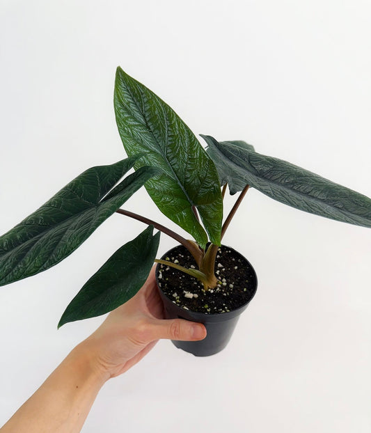 Alocasia Scalprum “4