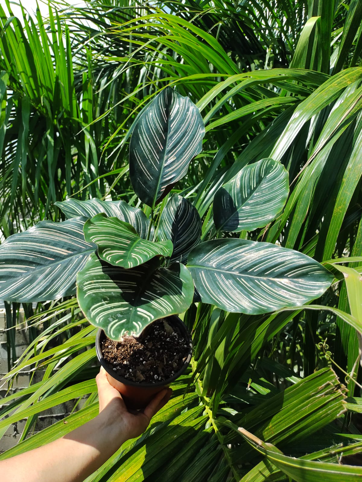 Calathea Ornata #6